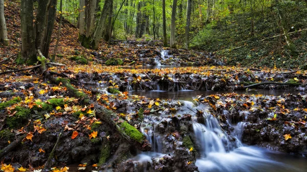 Outono idílico Forrest — Fotografia de Stock