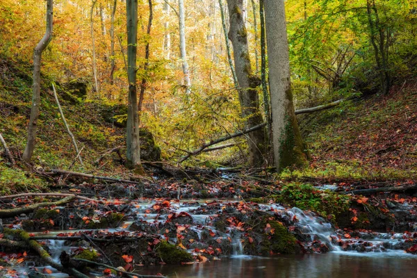 Идиллическая осень forrest — стоковое фото