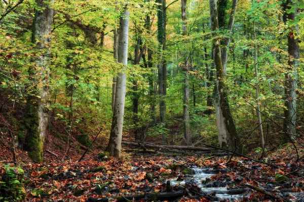 Idylliska hösten Forrest — Stockfoto