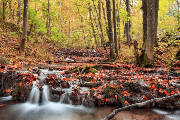 Idylické podzim Forrest — Stock fotografie