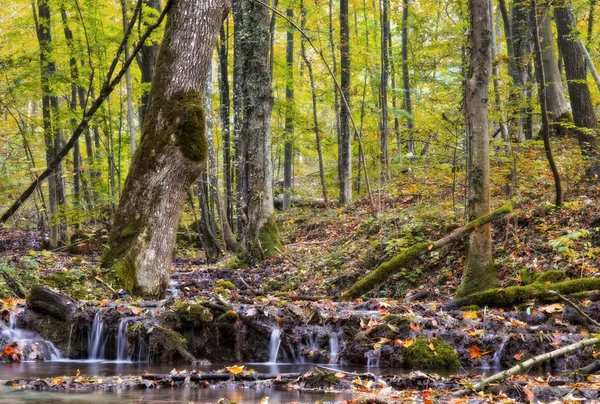 Idyllische herfst Forrest — Stockfoto