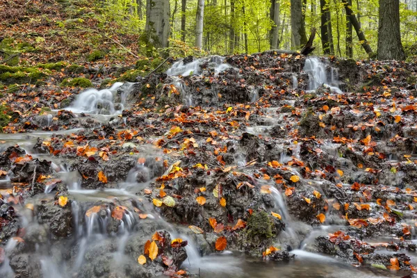 Идиллическая осень forrest — стоковое фото