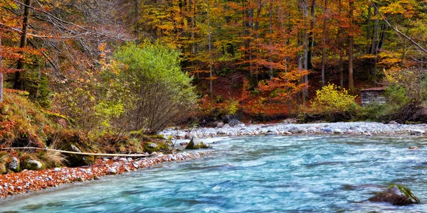 Förtrollade hösten Forrest Creek — Stockfoto