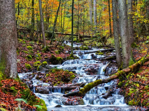 Otoño encantado Forrest Creek — Foto de Stock