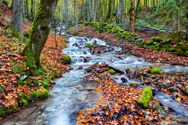 Förtrollade hösten Forrest Creek — Stockfoto