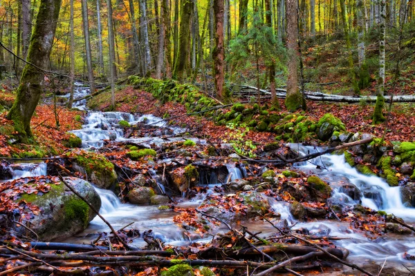 Elvarázsolt őszi erdei patak — Stock Fotó