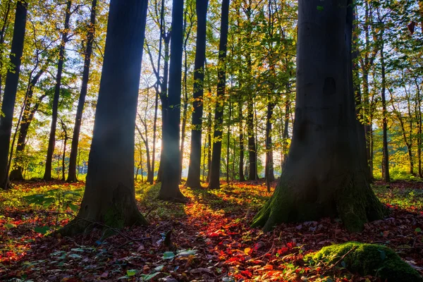 Autunno incantevole — Foto Stock