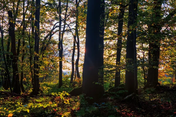 Schöner Herbst — Stockfoto