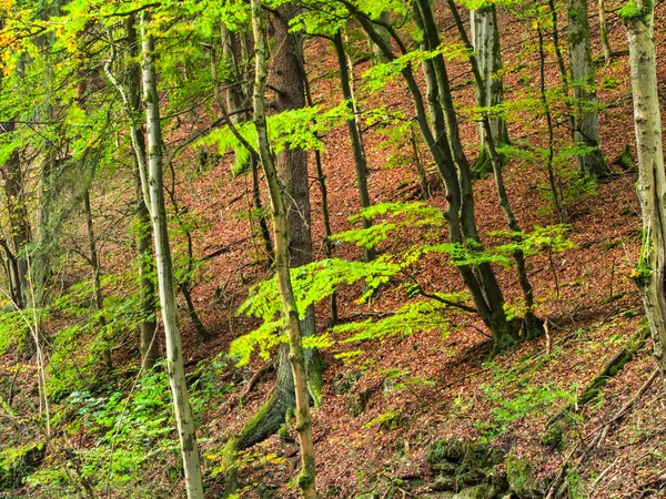 Mooie herfst — Stockfoto