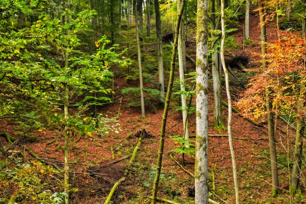 Autunno incantevole — Foto Stock