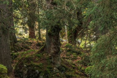 Kral deniz güzel sonbahar
