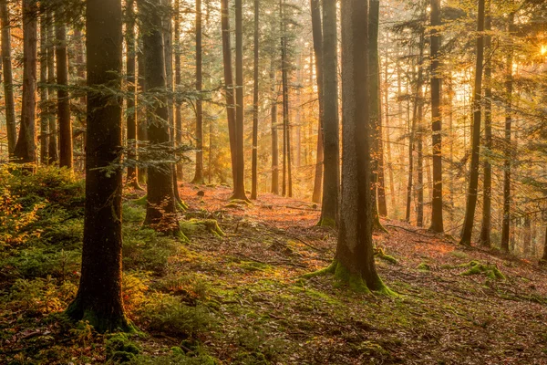 Bosque negro — Foto de Stock