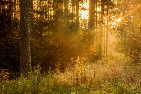 Forest black — Zdjęcie stockowe