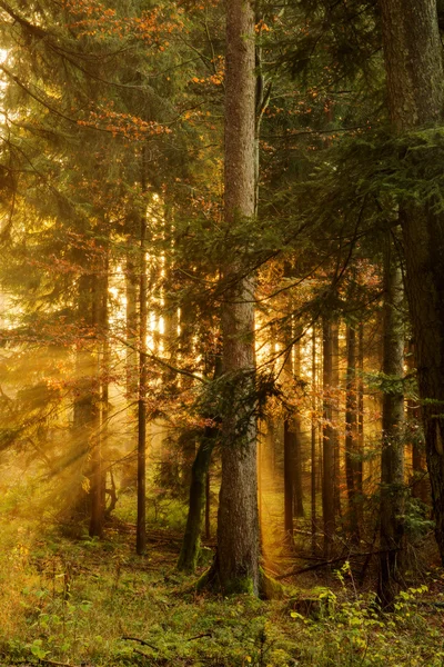 Bosque negro — Foto de Stock