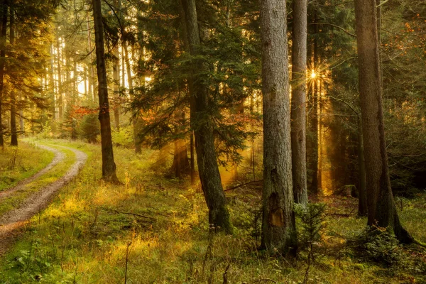 Schwarzwald — Stockfoto