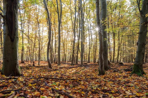 Bosque de otoño encantado — Foto de Stock