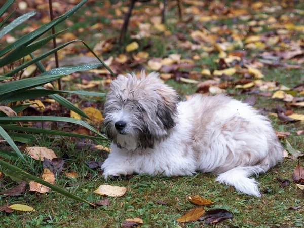 Trochę coton de Toliara pies w ogrodzie — Zdjęcie stockowe