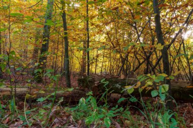 Büyülü sonbahar Forrest