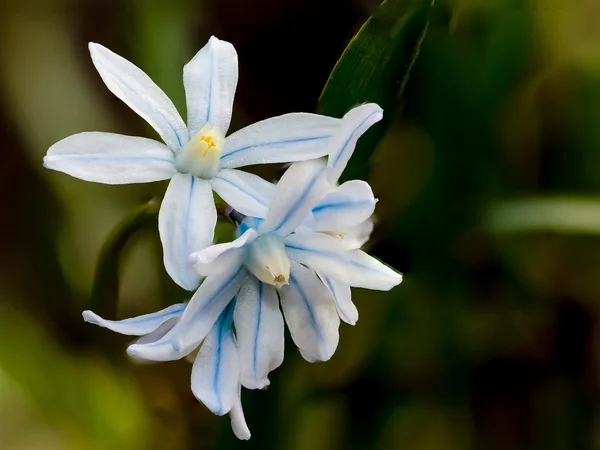 Flores de primavera — Foto de Stock