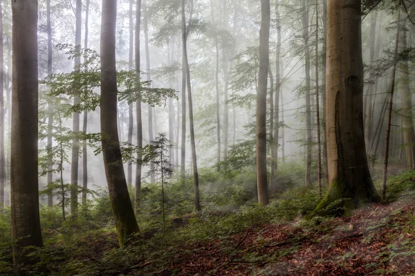 Bosque nebuloso de verano —  Fotos de Stock