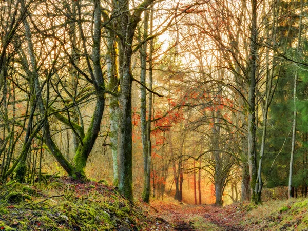 Novembre Coucher de soleil forêt — Photo