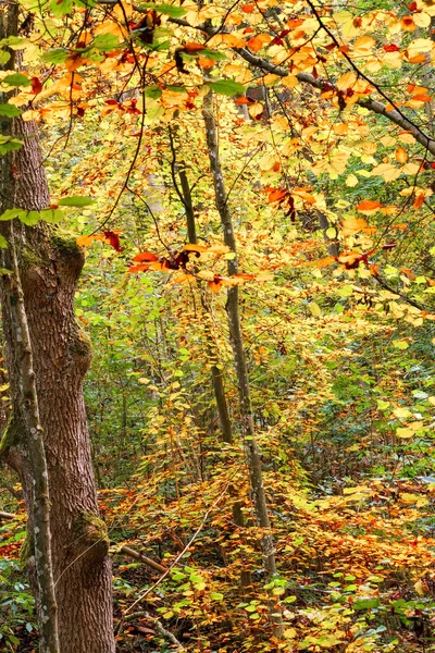 Enchanted Autumn Forrest — Stok Foto