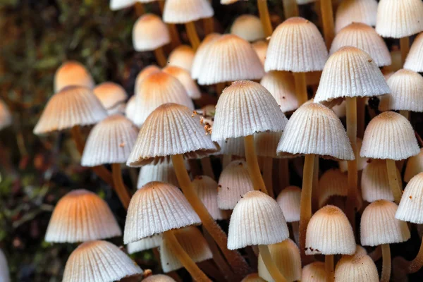 Wild forrest mushroom — Stock Photo, Image