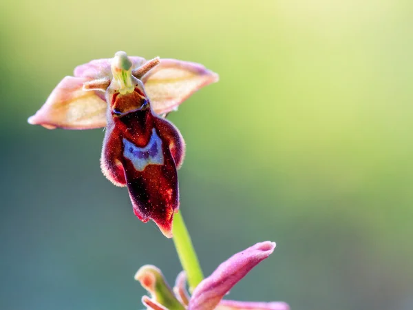 Hybridní Bee Orchid — Stock fotografie