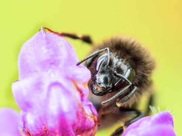 Obří včela — Stock fotografie