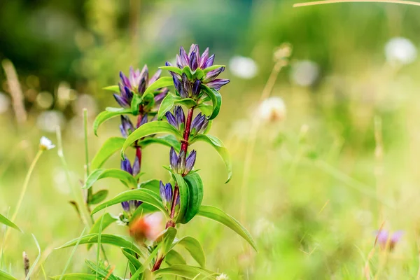 Bella croce genziana — Foto Stock