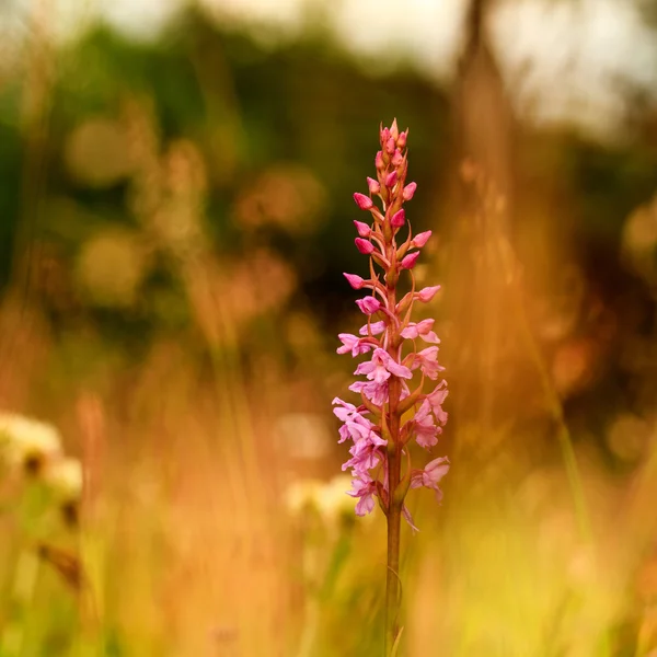 Divoká orchidej — Stock fotografie