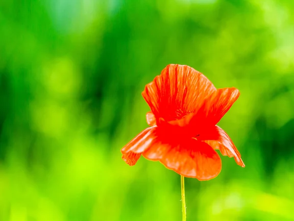 Mooie Poppy bloem — Stockfoto