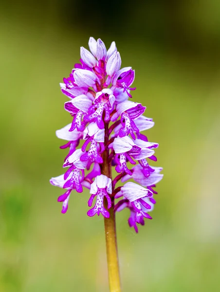 Wild Orchid — Stock Photo, Image