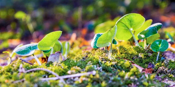 Spring Vegeation — Stock Photo, Image