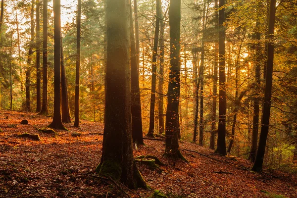 Bosque negro — Foto de Stock