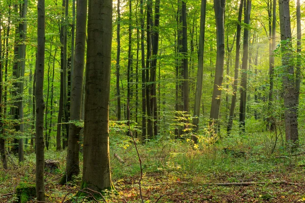 Bosque encantado — Foto de Stock