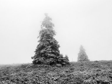 Feldberg Dağı'nda kış