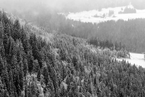 Kış Kara Orman — Stok fotoğraf