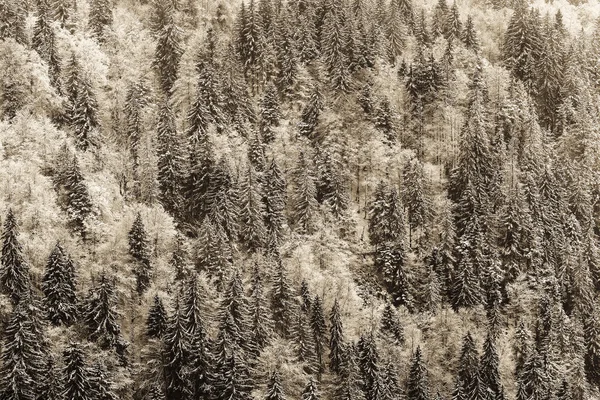 Winter Black Forest — Stock Photo, Image