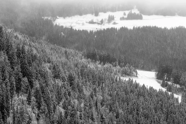 Kış Kara Orman — Stok fotoğraf