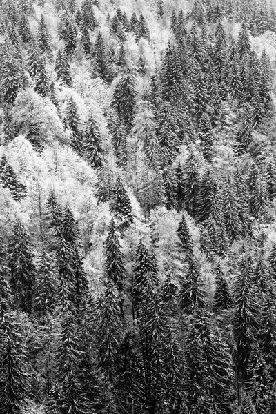 Winter Black Forest Royalty Free Stock Images