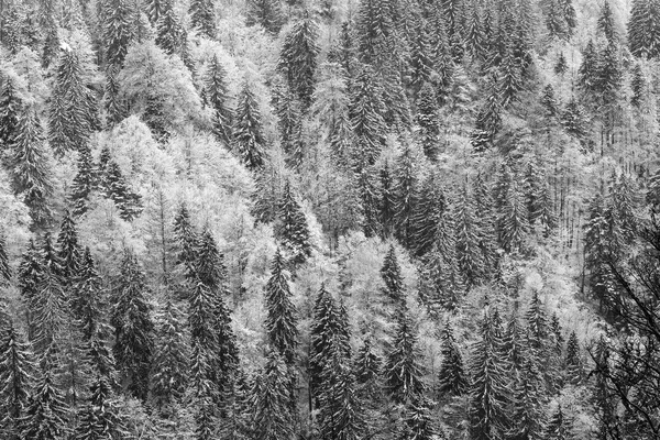 Winter Black Forest Stock Image