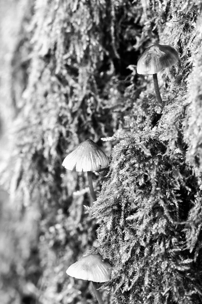 Zimą grzybów — Zdjęcie stockowe