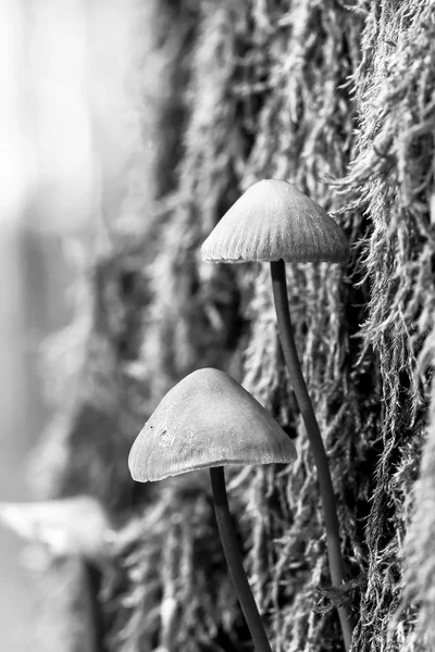 冬季蘑菇 — 图库照片
