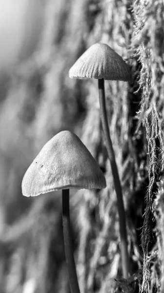 Winter Mushroom — Stock Photo, Image