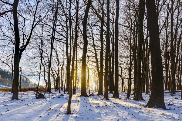 Winter forest sunset — Stockfoto