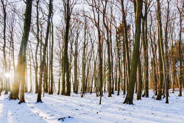 Kış orman günbatımı — Stok fotoğraf