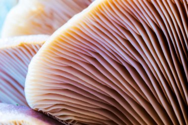 vahşi kış orman mantar