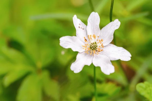 Fiore di primavera — Foto Stock