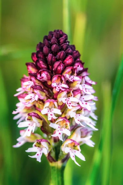 Divoká orchidej — Stock fotografie